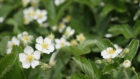 Strawberry fruit plant in the forest shallow DOF 4K 2160p 30fps UltraHD footage - Close-up fields of white spring Fragaria ananassa flowers 3840X2160 UHD video