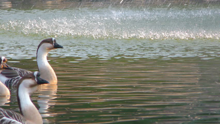 Animal Goose in Lake