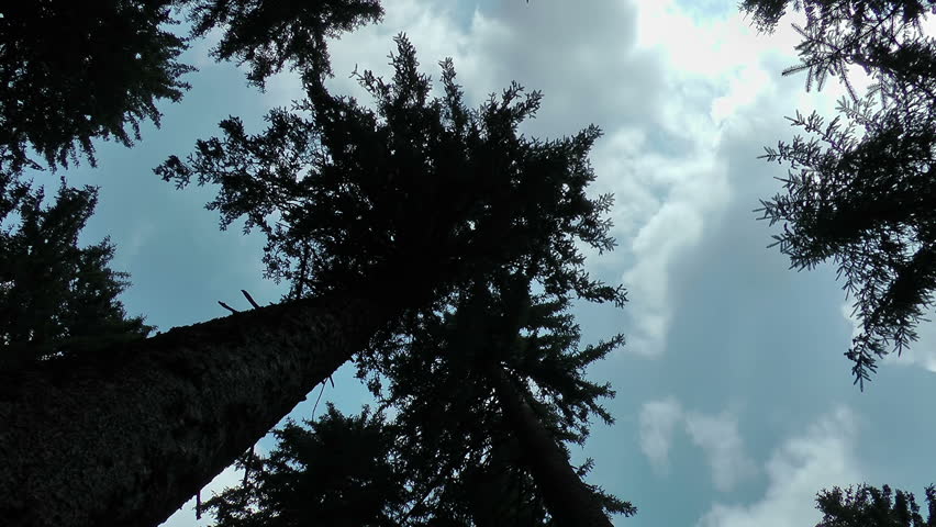 Time lapse clouds stock footage. An upward view of a tree top with time lapse