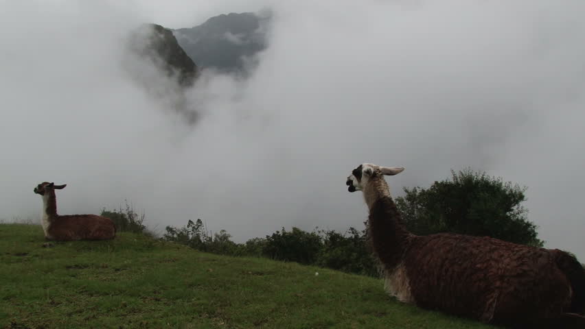 Llama on a misty hillside in Machu Picchu