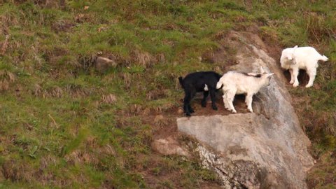 Three goats bump on the slope
