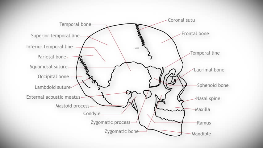 Planum temporale перевод. Planum temporale череп. Coronal Suture латынь. Superior temporal line. Linea temporalis inferior.