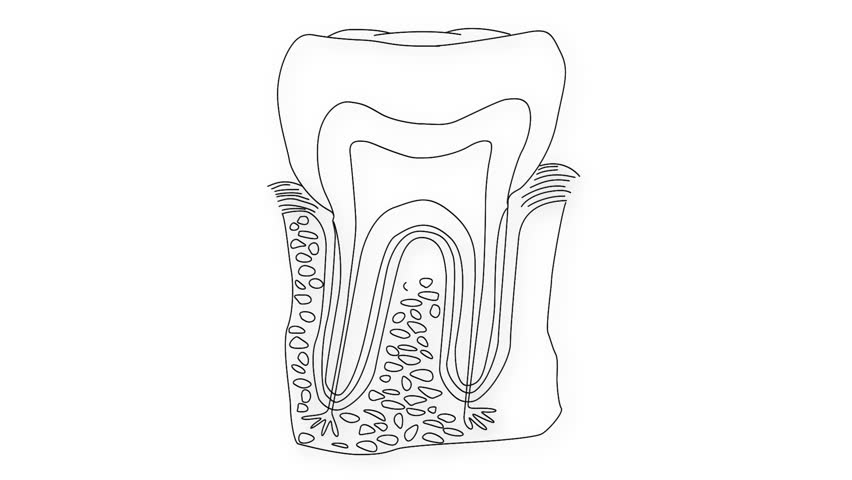 Human Tooth Structure Animation Illustration Stock Footage Video (100% ...