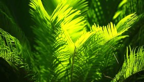 Green and bright palm leaves in the wind