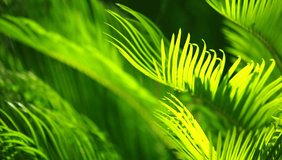 Green and bright palm leaves in the wind