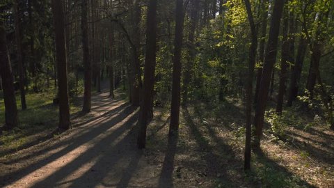 Walking in woods pov steadicam nature landscape