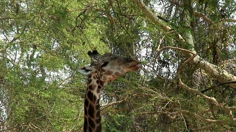 Malawi: giraffe in a wild 1 