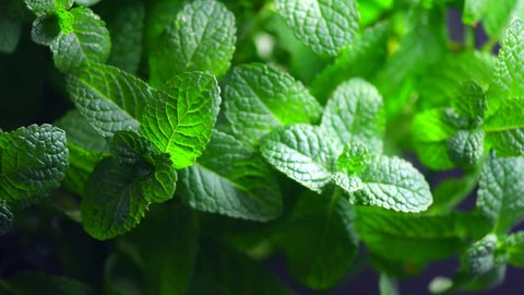 Mint. Fresh mint leaf background closeup. Growing organic mint close up. Rotation 360. 4K UHD video footage 3840X2160.