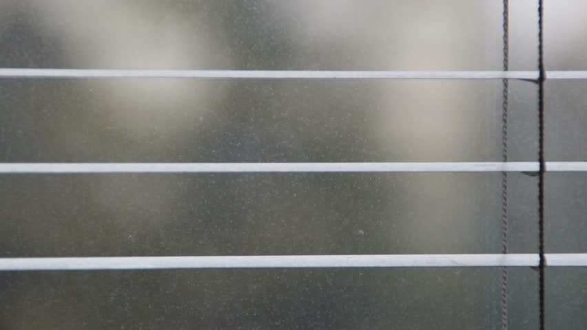 stink bug climbing the window blind