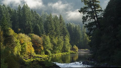 Mists blowing above tall evergreens along the North Umpqua River Canyon, Oregon