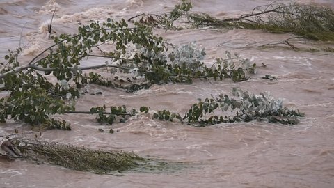 Flowing water sweeping down trees in Yellow river, Lanzhou city, Gansu province, China