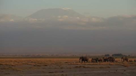 Herd of elephants and Kilimanjaro