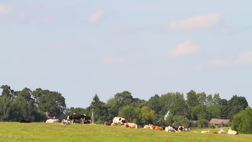 cows resting in a meadow