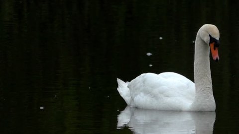 Mute swan swimming in dark green water, slow motion