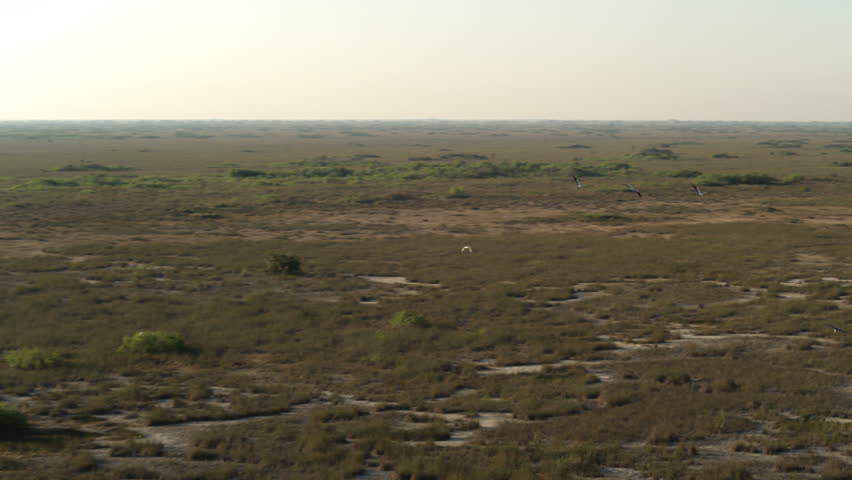 Tracking three Whooping Cranes flying over wetlands in the Everglades, Florida
