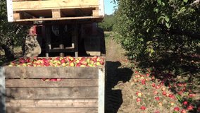 tractor hoist put wooden box full of fresh apple fruit harvest on another box. Seasonal work in orchard. 4K UHD video clip.
