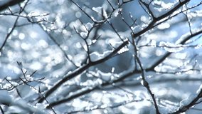 snow falling on leafless tree branches in slow motion. winter christmas season background - Powered by Shutterstock - Get 15% off with code: PIKWIZARD15