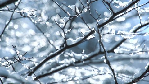 snow falling on leafless tree branches in slow motion. winter christmas season background