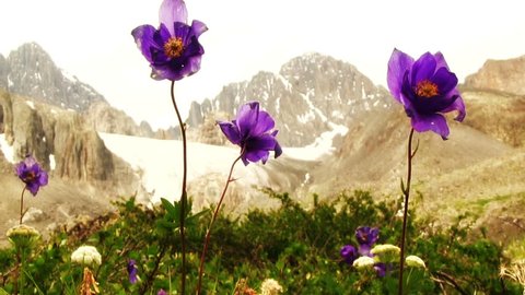 Blue aquilegia flowers swaying in the wind on the back of high rocky mountains