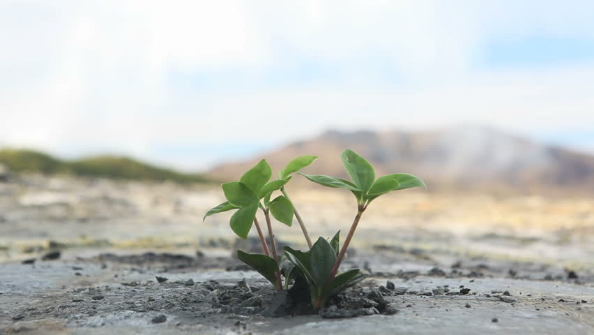 Ecology concept: a new sprout in the dry land