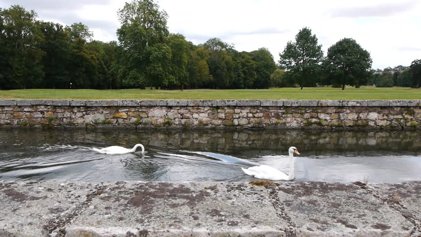 Swans swimming in a canal in front of an old wall
