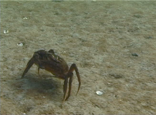 Big Green crab (Carcinus maenas) runs fast over the sand. Invasive species
