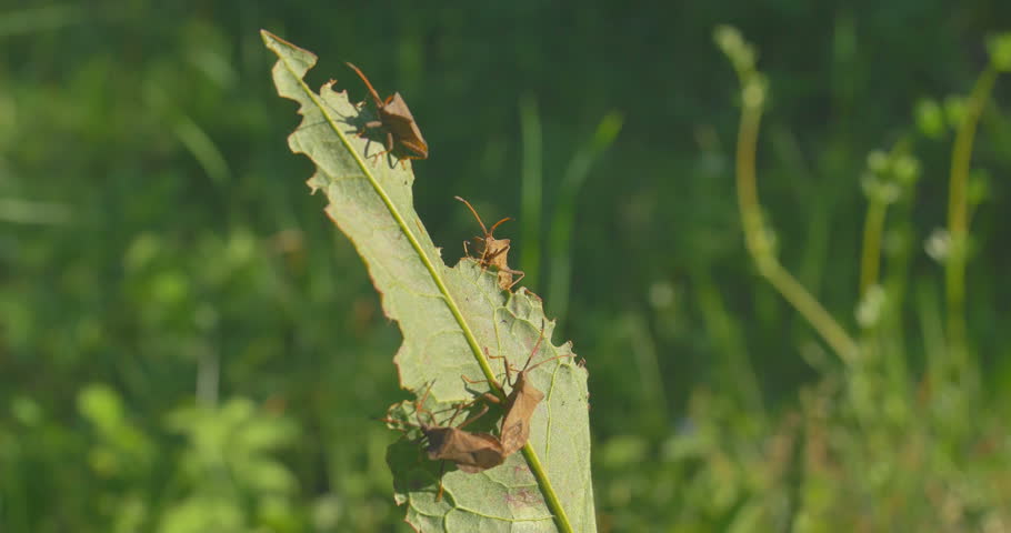 Wood bugs on green leaf. Close Up.