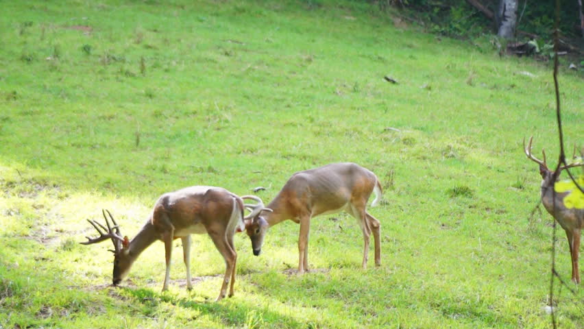 Whitetail Deer, mature bucks in a bachelor group
