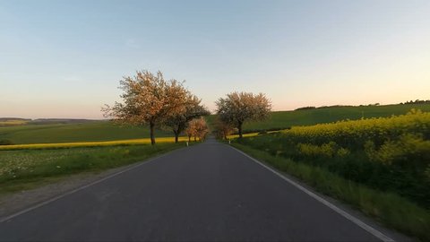 Car driving in evening spring rural countryside road on a sunny day. Landscape with alley of apple flowering trees and blue sky with sunlight, travel and transportation concepts. 60 FPS POV view