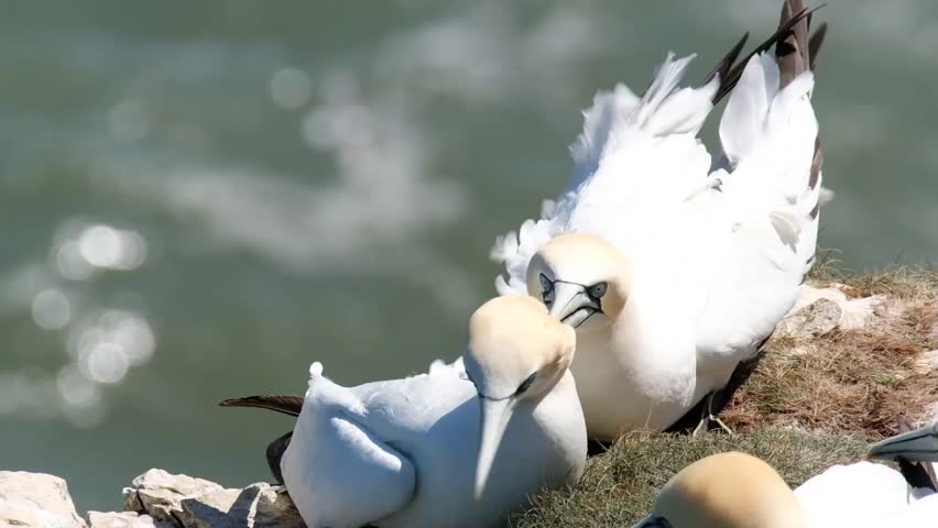 Gannets paired up and nesting on the chalk cliffs at Bempton, Yorkshire, UK.