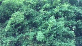 Beautiful of green leaves. Bamboo leaves background in raining. No sound. Footage