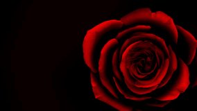 Rose on a black background 1080 HD video