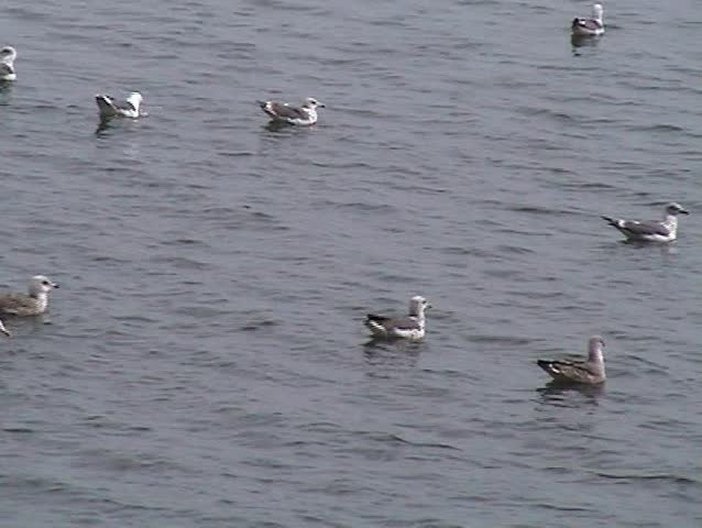 Gulls swimming in the water