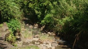 Static shot of small water stream in Grenada near banana plantation.