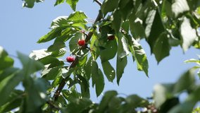 Close-up of wild or sweet cherry tree branches with red fruit 4K 3840 x 2160p 30fps UltraHD footage - Prunus avium orchard against blue sky 