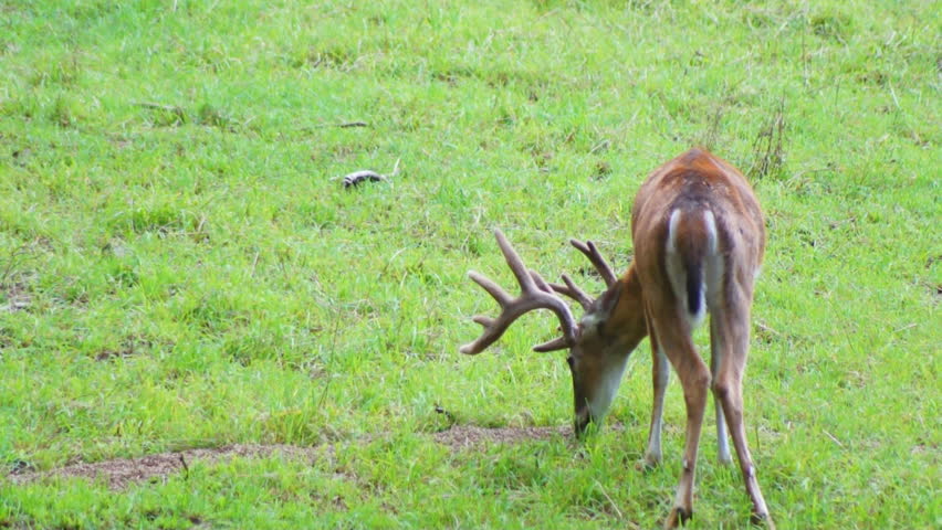 Whitetail Deer mature buck