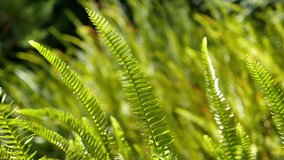 High quality video of fern in forest in 4K
