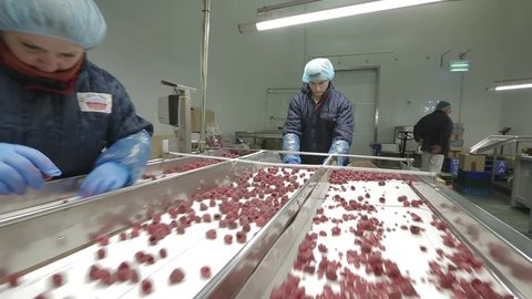 VINNITSA, UKRAINE - OCTOBER 2016: Frozen berries in sorting and processing machines