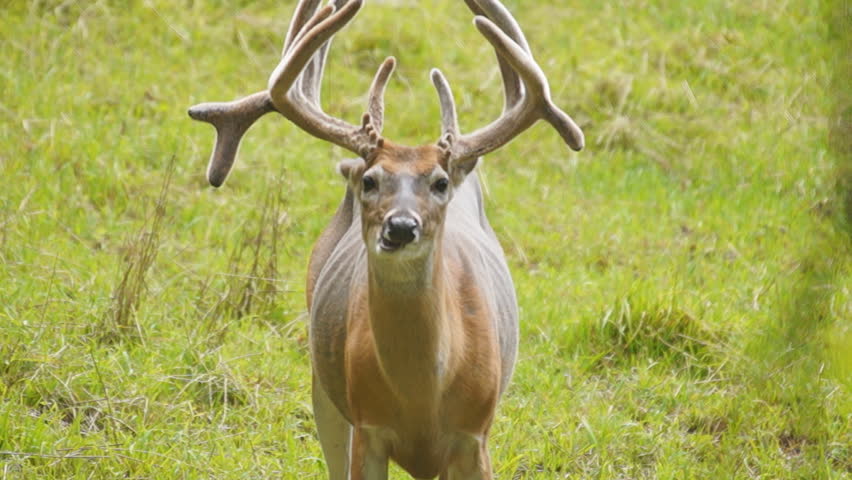 Whitetail Deer mature buck