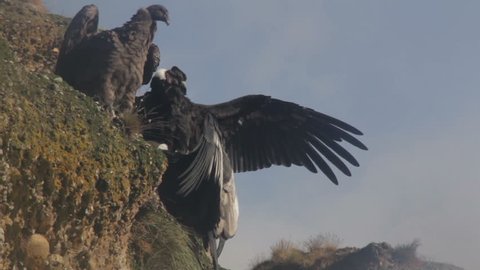 Condor drying wings