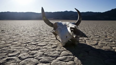 Pan of Desert Floor with Cow Skull - Death Valley
