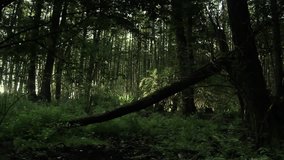 1080i Full HD clip shows beautiful morning in a wood (old, great  trees)