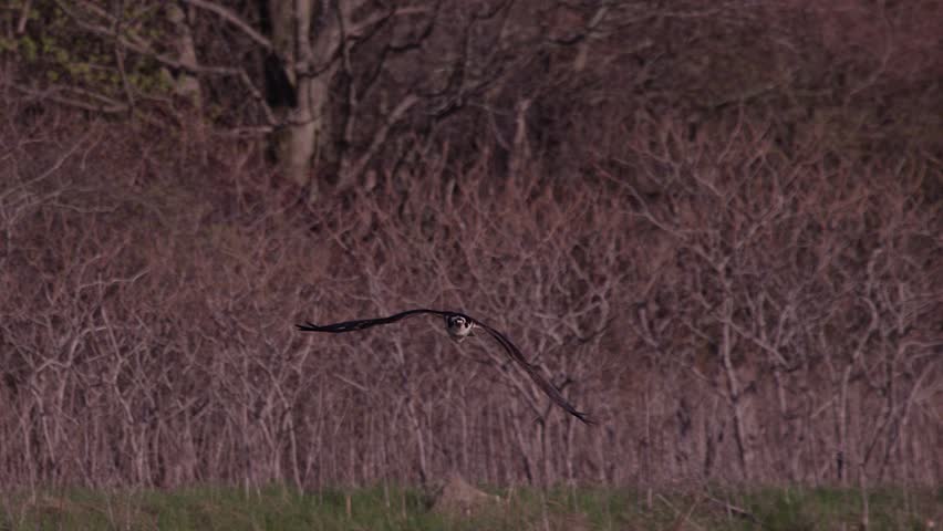 [osprey flying closeup 4k slowmo 120fps]osprey flying closeup 4k slowmo 120fps