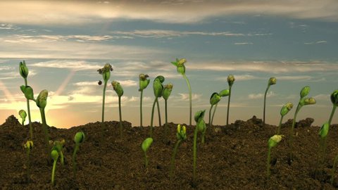 Time-lapse of growing soybeans vegetables on sunrise background 5d
