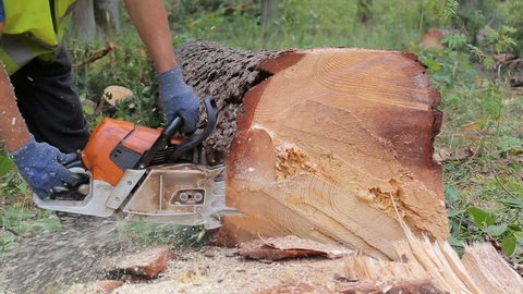 Woodcutter cuts tree trunk using chainsaw before transportation. Falling tree, what is fell few minutes ago ready for delivery