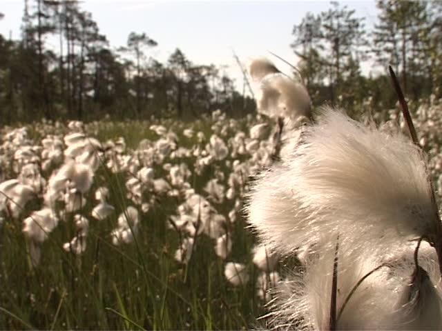 fluffy grass on a bog in-field