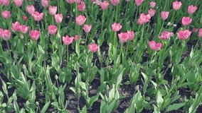 Beautiful spring park covered by fresh flowers pink and purple tulips. Full hd video, 1080p, Panoramic view