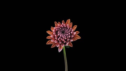 Time-lapse of growing and opening orange dahlia (georgine) flower 5a4 in UHD 4K PNG+ format with ALPHA transparency channel isolated on black background

