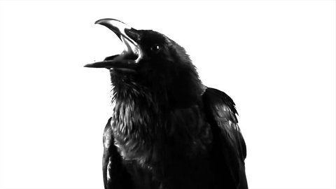 Black Raven. Macro.