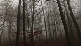 Very Nice Misty Forest Video